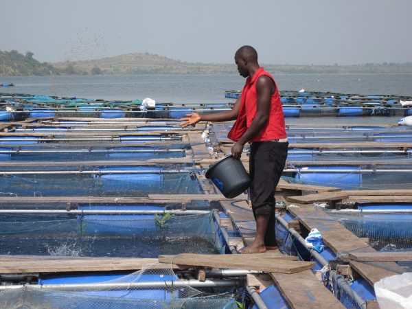 Aquaculture-600x450